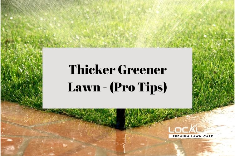 Thicker Greener Lawn - (Professional Tips)
