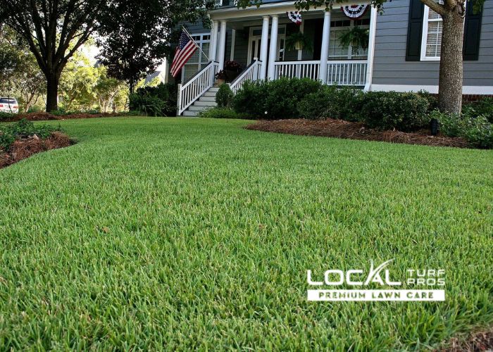 Zoysia Grass Zoysia Grass