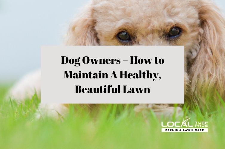 Dog Owners – How to Maintain a Healthy, Beautiful Lawn