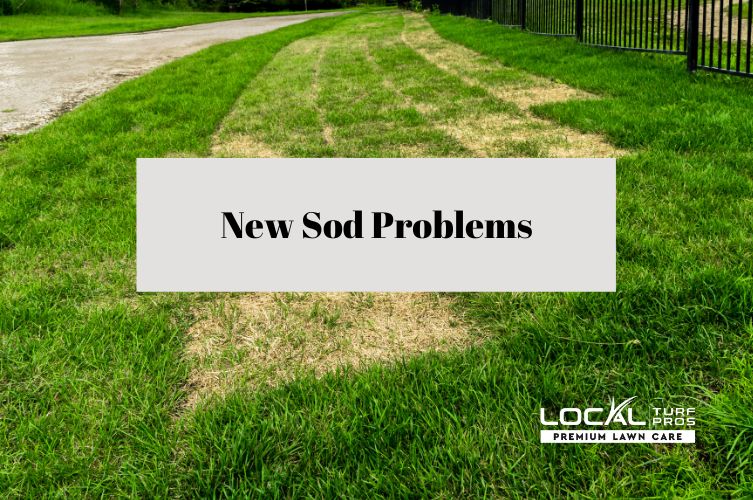 New Sod Problems