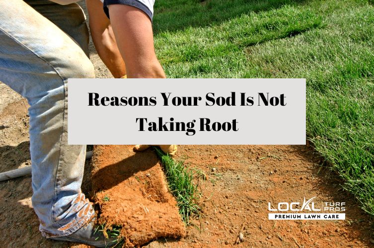 Reasons Your Sod Is Not Taking Root